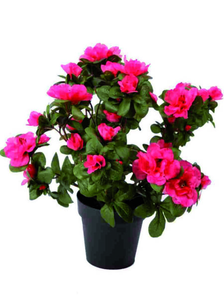 Pianta azalea rosa