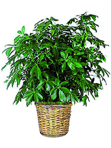 Pianta Schefflera
