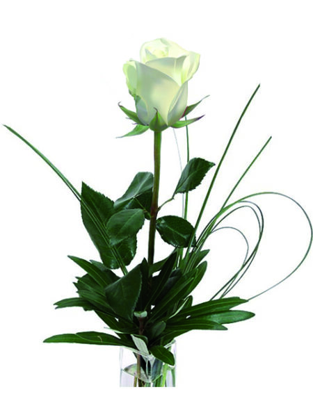 Una rosa bianca