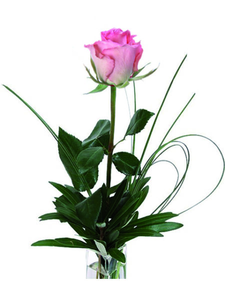 Una rosa rosa
