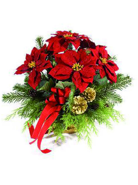 stella di natale rossa misura media