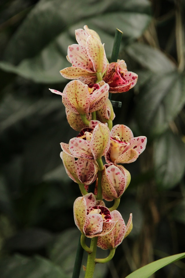 orchidea