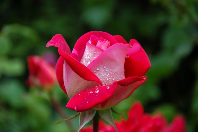 cura delle rose