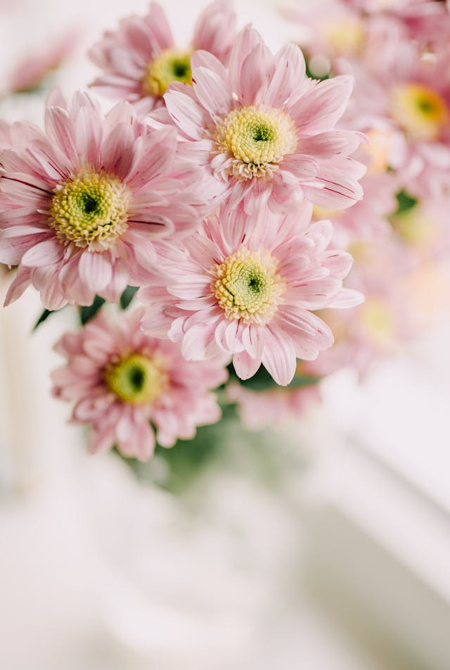 fiori a domicilio per onomastico