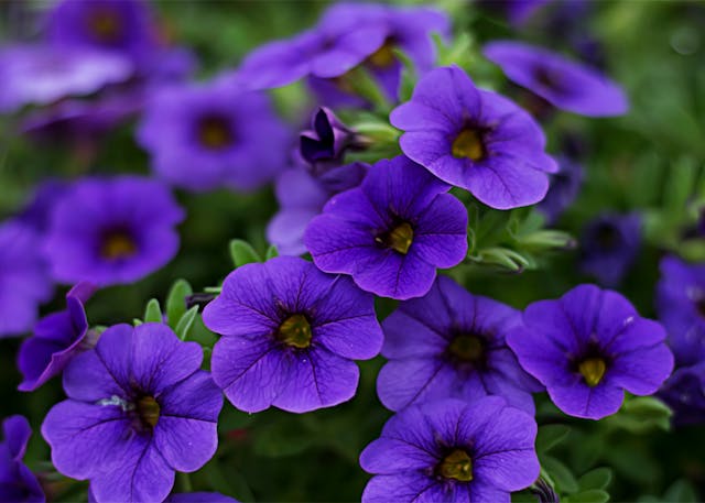 le migliori piante per casa e giardino
