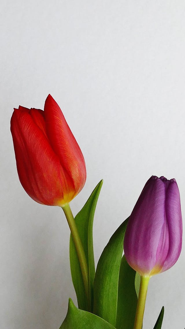 consigli per i fiori recisi
