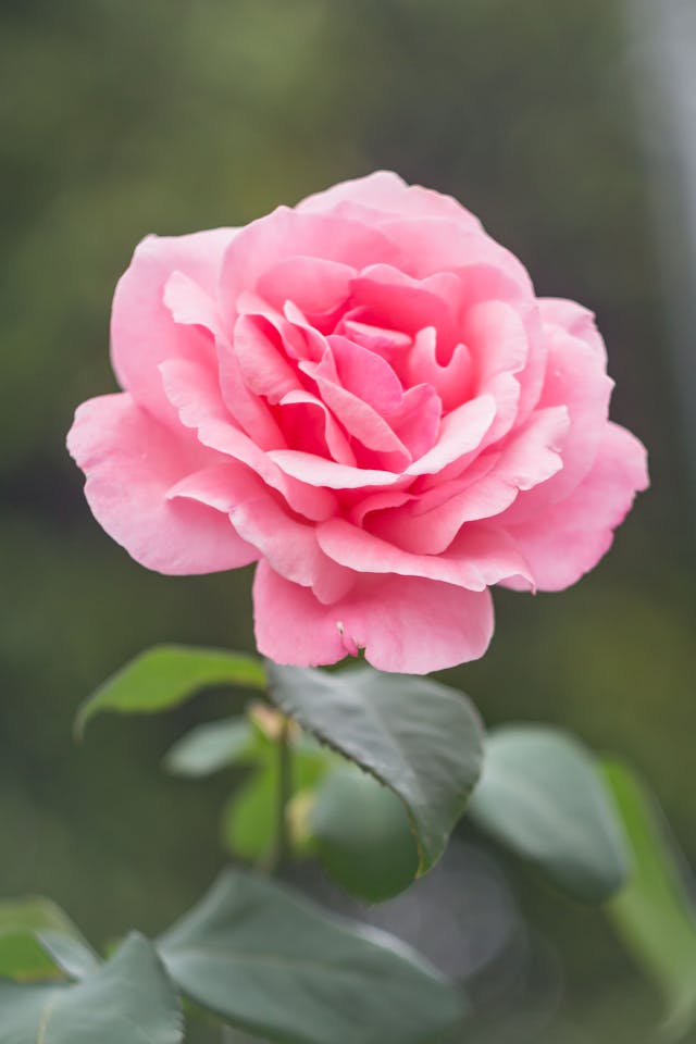 festa della donna regala dei fiori