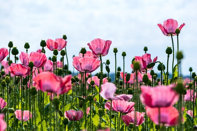 quali sono i fiori di campo del mese di maggio